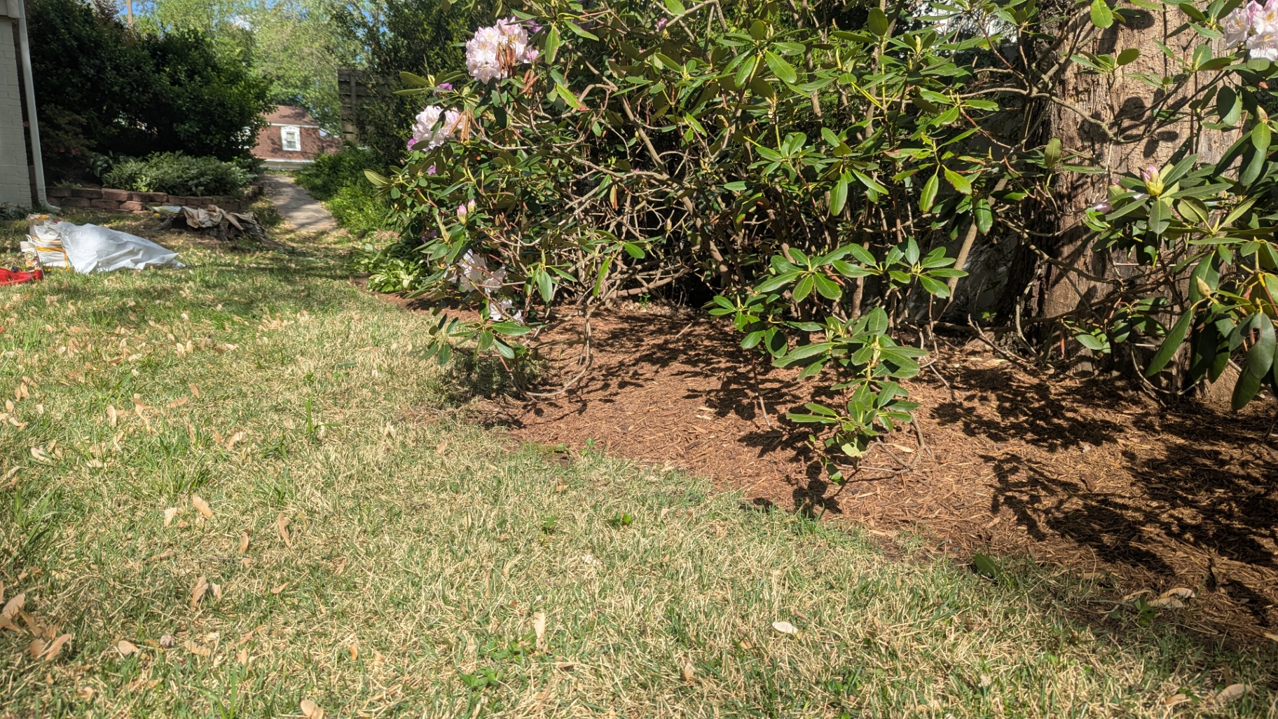 Maintained lawn beside a flowering rhododendron